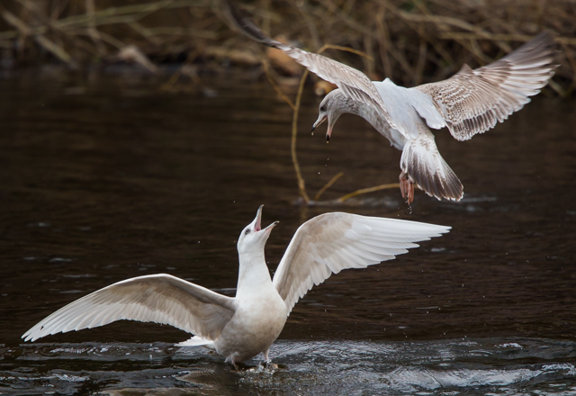 Iceland Gull