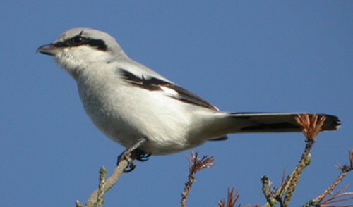 Great Grey Shrike