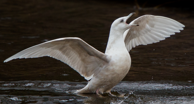 Iceland Gull