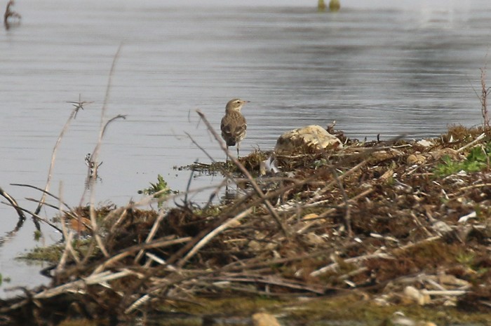 Water Pipit
