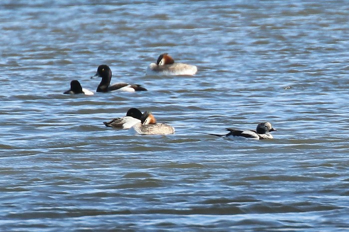 Long-tailed Duck