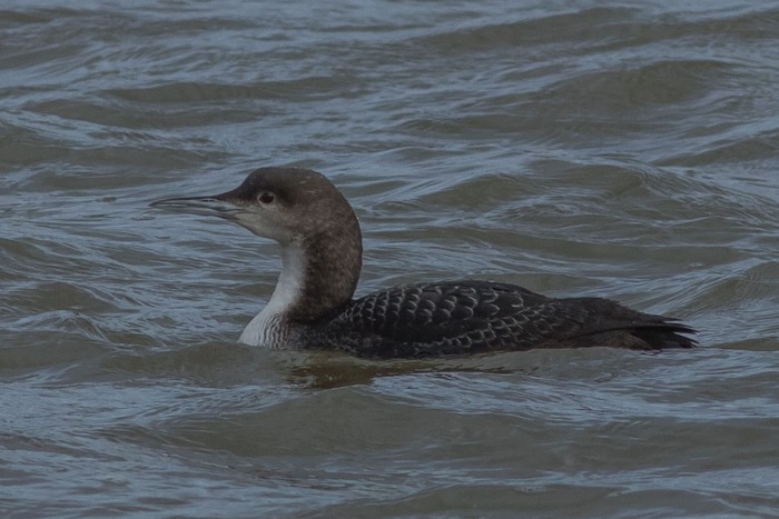Pacific Diver