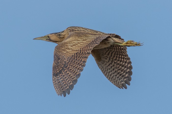 Bittern