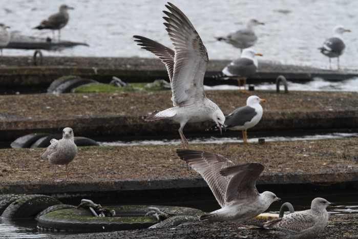 Caspian Gull
