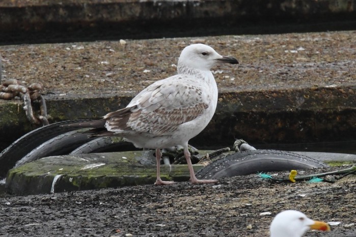 Caspian Gull