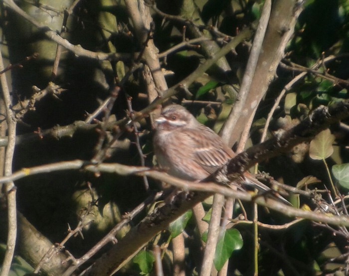 Pine Bunting