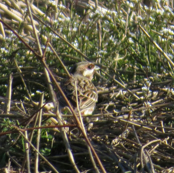 Pine Bunting