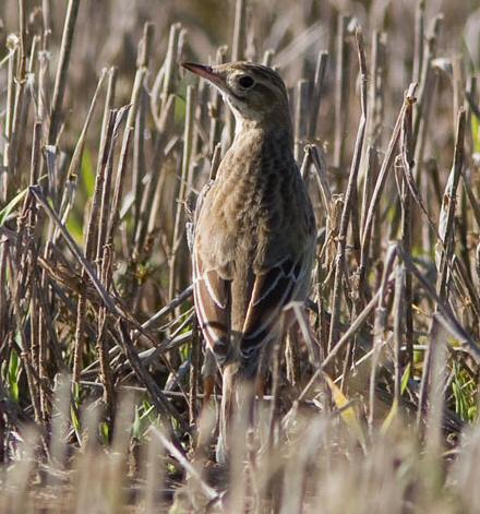 Richard's Pipit