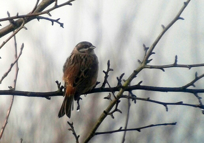 Pine Bunting