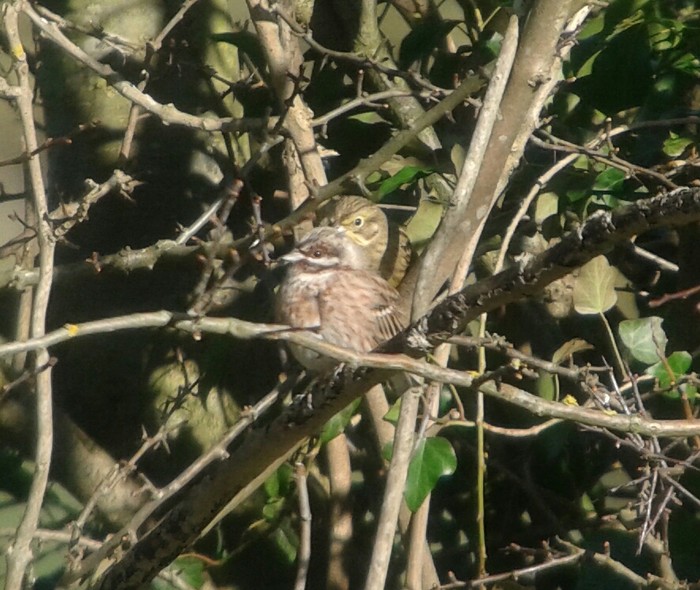 Pine Bunting
