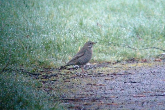Black-throated Thrush