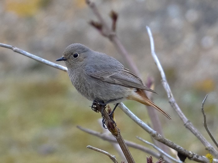 Black Redstart
