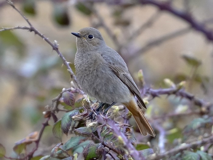 Black Redstart