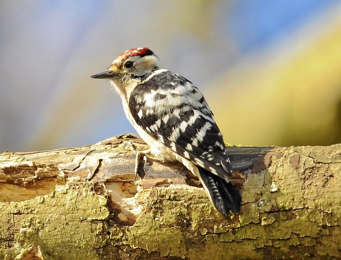 Lesser Spotted Woodpecker