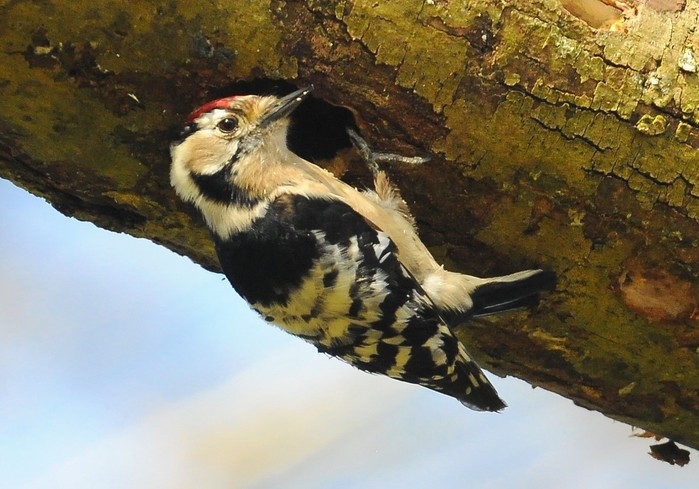 Lesser Spotted Woodpecker