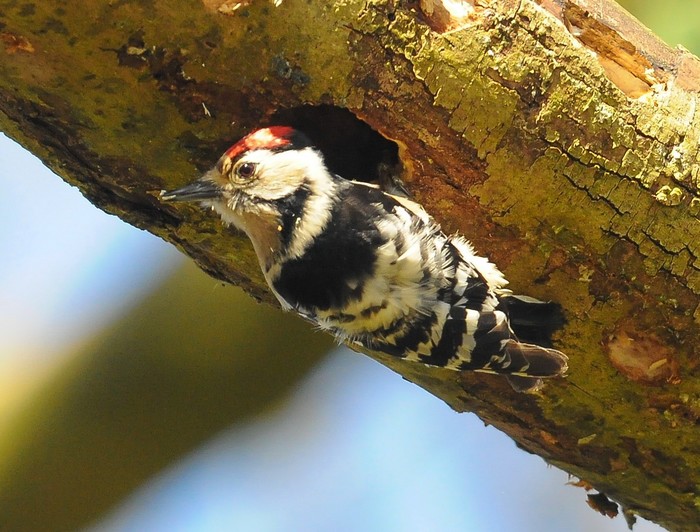 Lesser Spotted Woodpecker