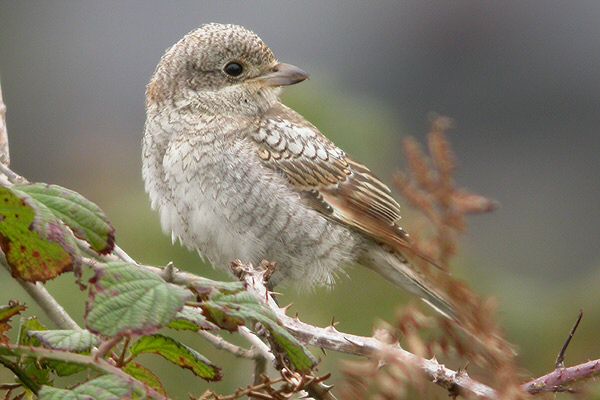 Woodchat Shrike