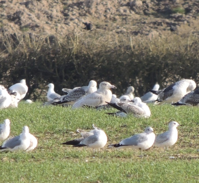 Glaucous Gull