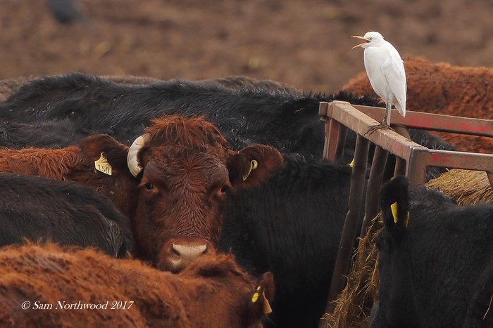 Cattle Egret