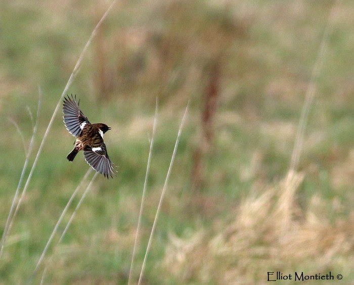 Stonechat
