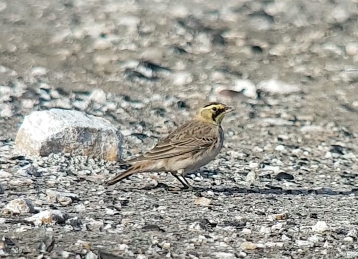 Shorelark