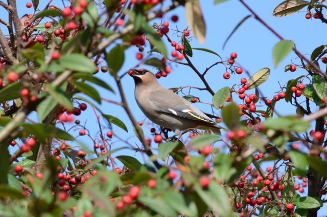 Waxwing