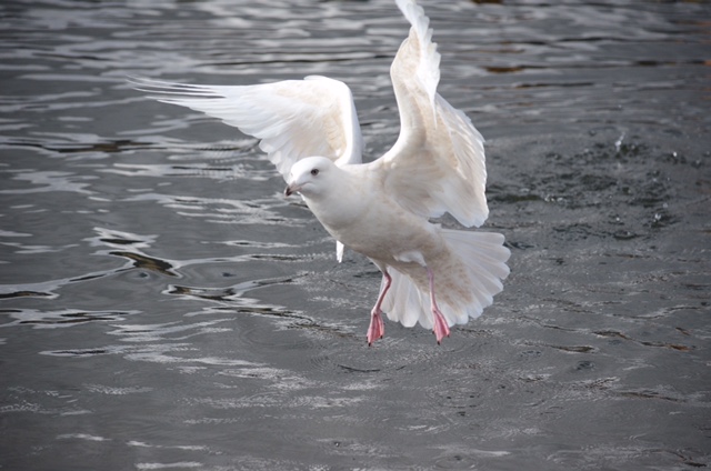 Iceland Gull