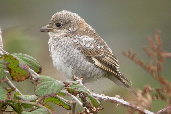 Woodchat Shrike