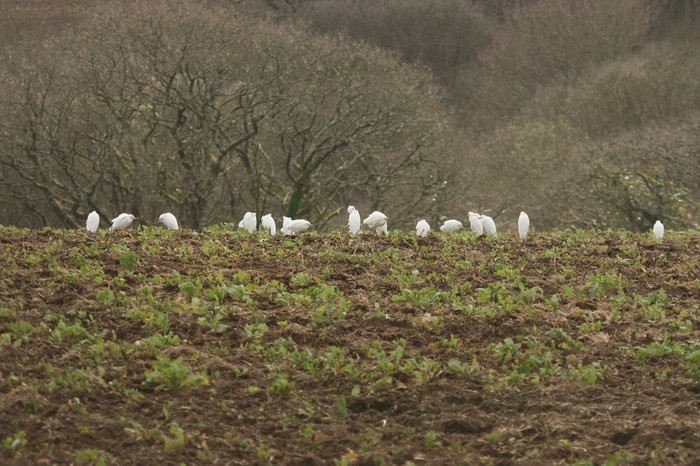 Cattle Egret