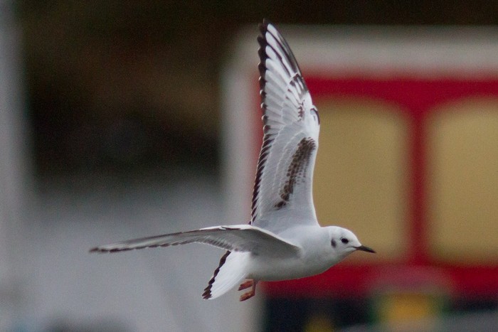 Bonaparte's Gull