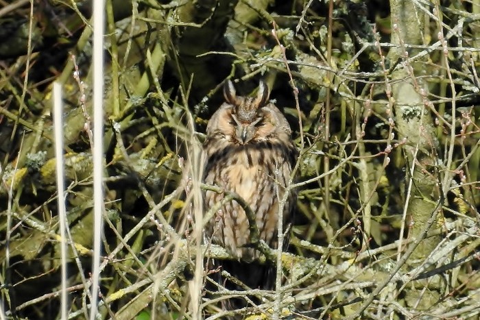 Long-eared Owl