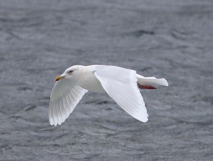Iceland Gull