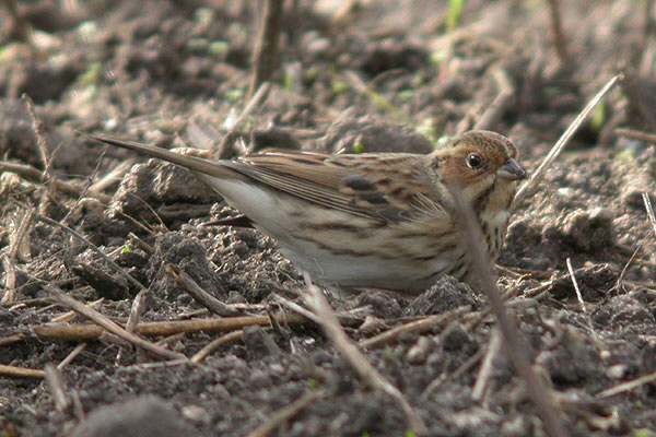 Little Bunting