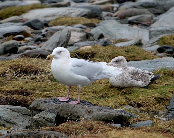 Iceland Gull
