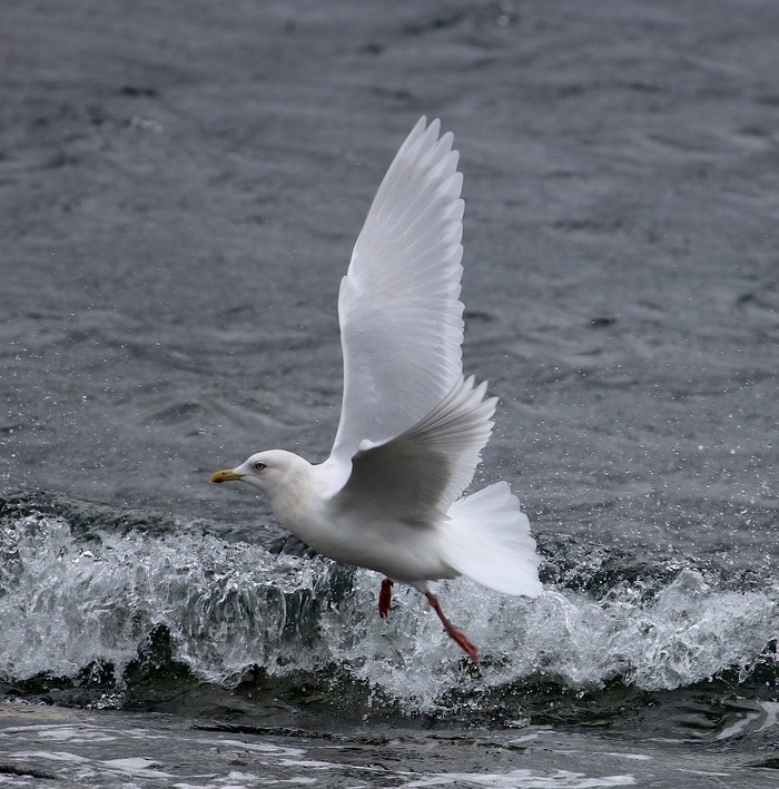 Iceland Gull
