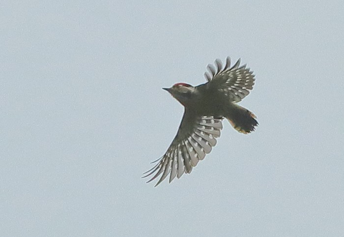 Lesser Spotted Woodpecker