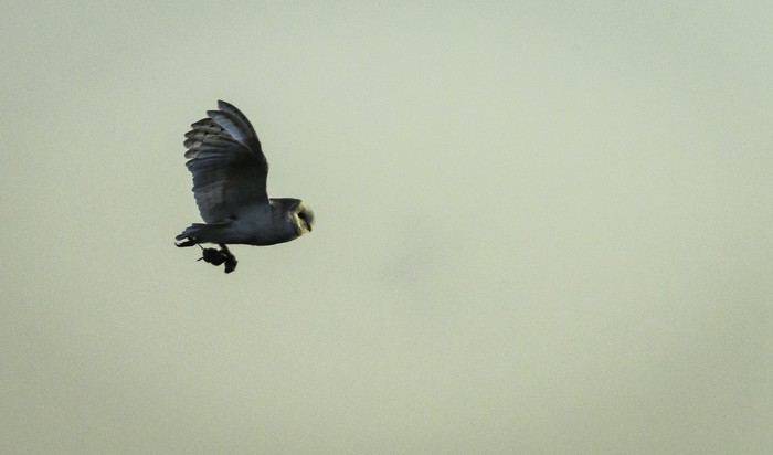 Barn Owl