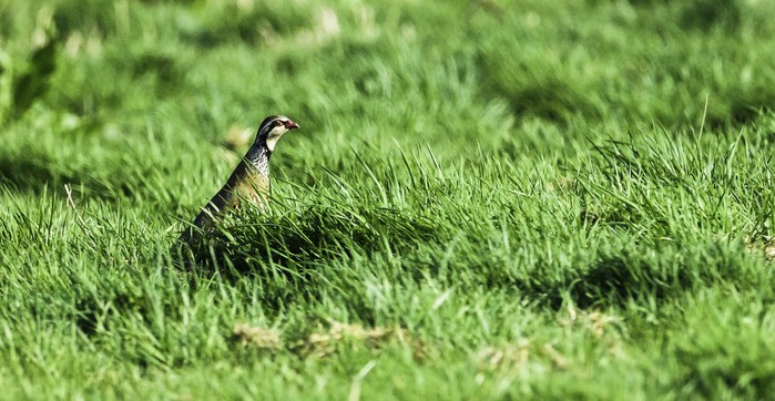 Red-legged Partridge