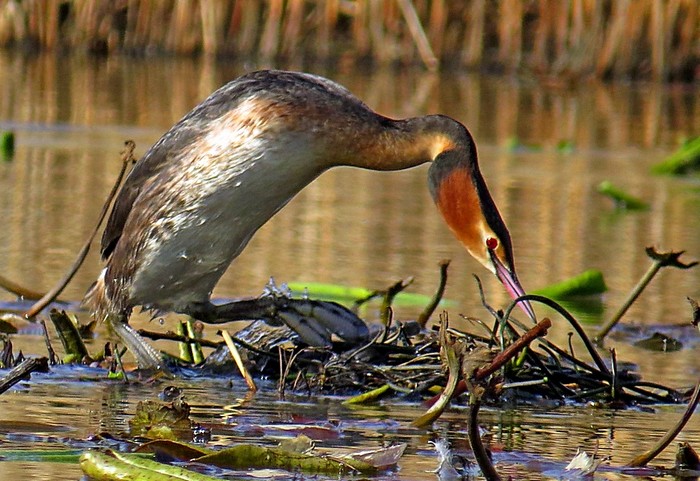 Great Crested Grebe