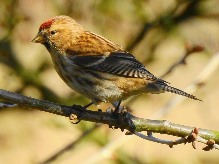 Lesser Redpoll