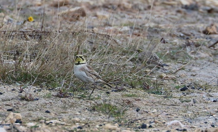 Shorelark