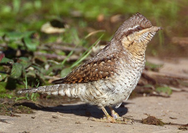 Wryneck