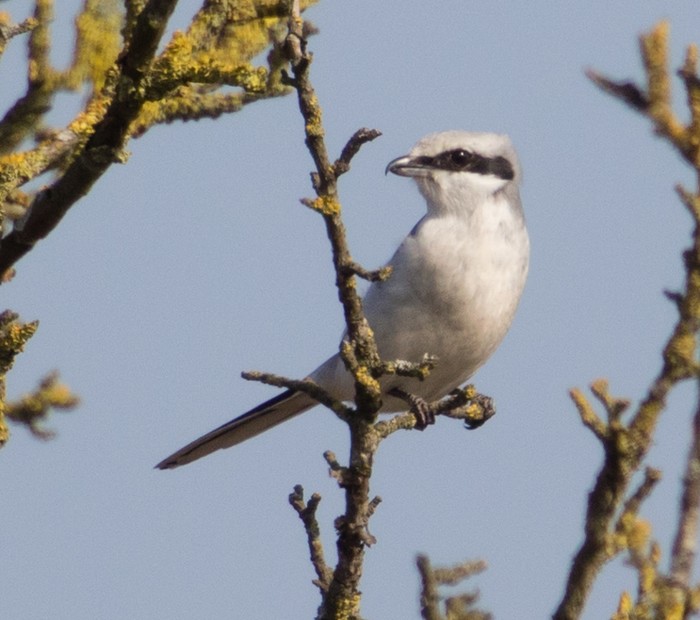 Great Grey Shrike