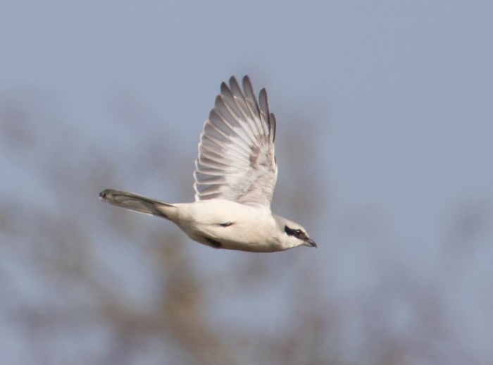 Great Grey Shrike