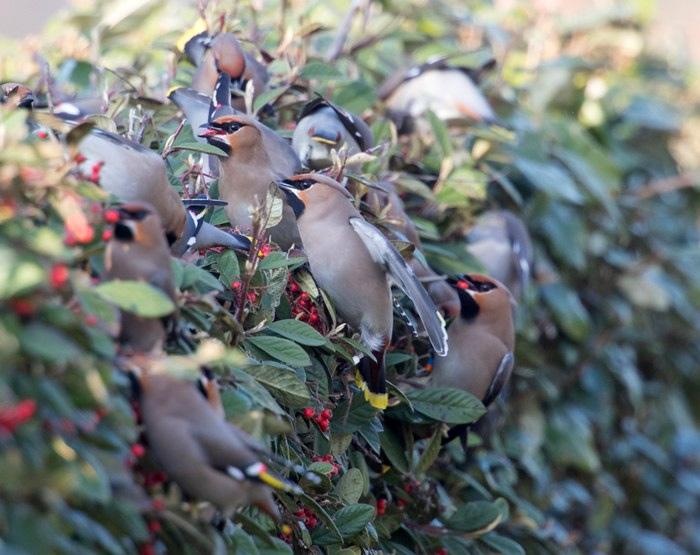 Waxwing