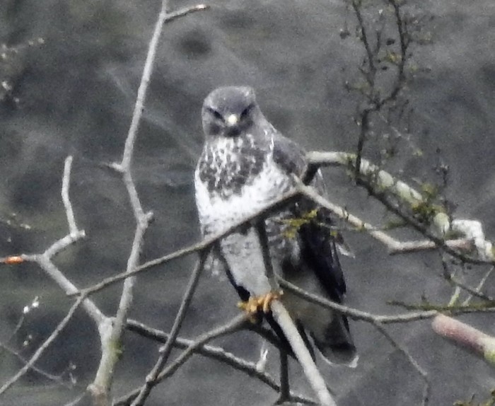 Buzzard