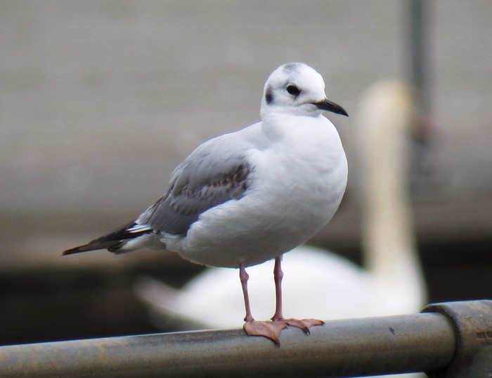 Bonaparte's Gull