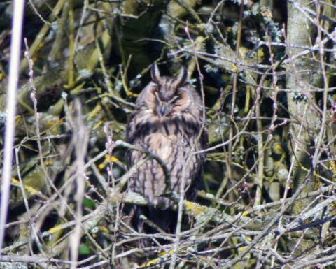Long-eared Owl