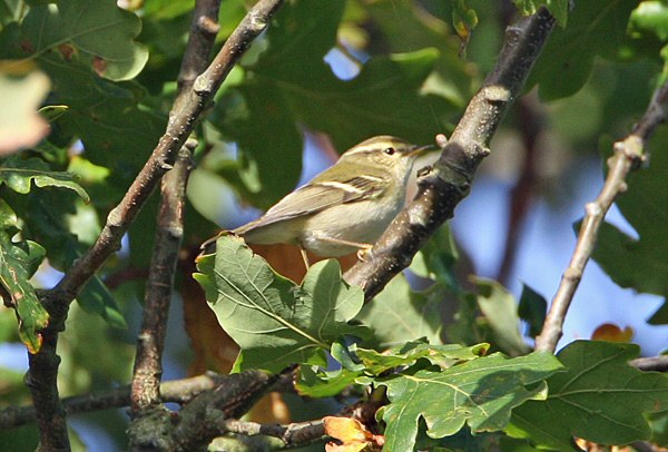 Yellow-browed Warbler
