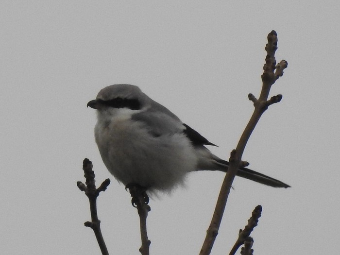 Great Grey Shrike
